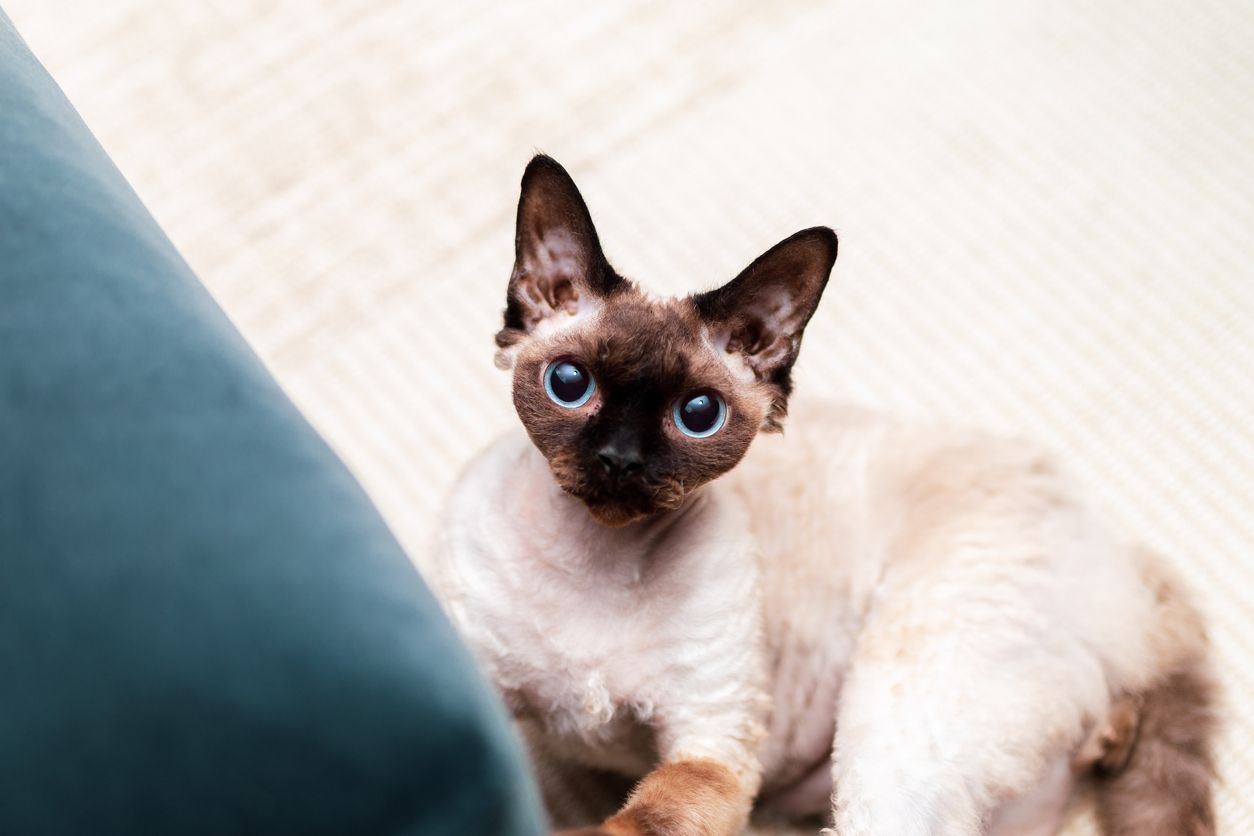 Devon Rex cat