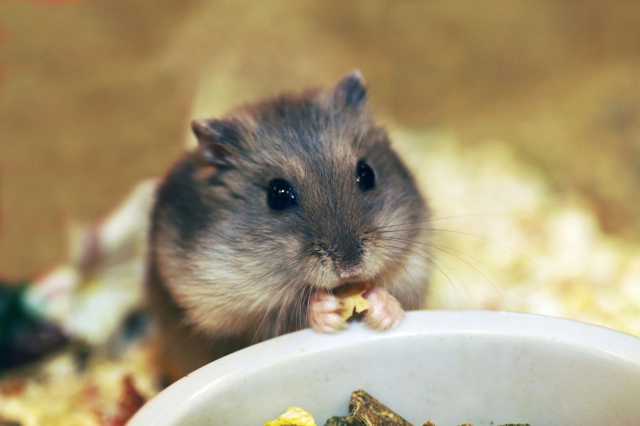 hamster eating from bowl