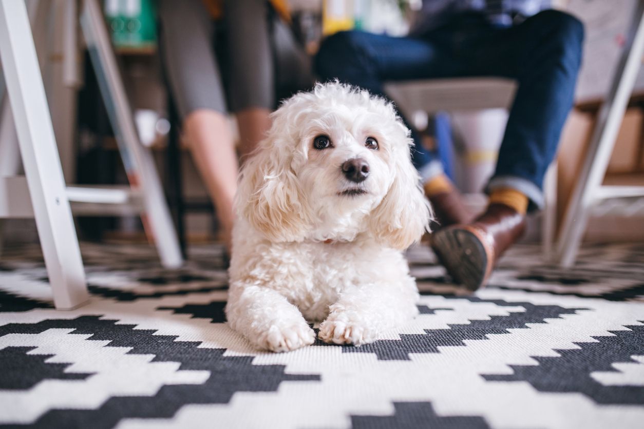 white poodle