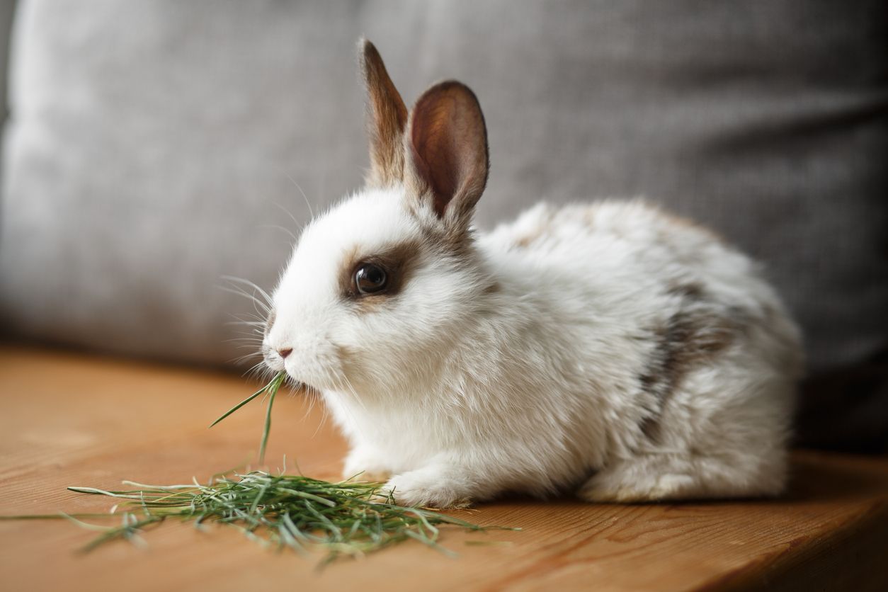 Pet rabbit eating grass